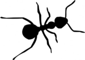 hormiga