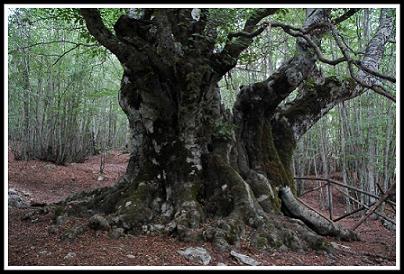 abruzzifaggiodipontone